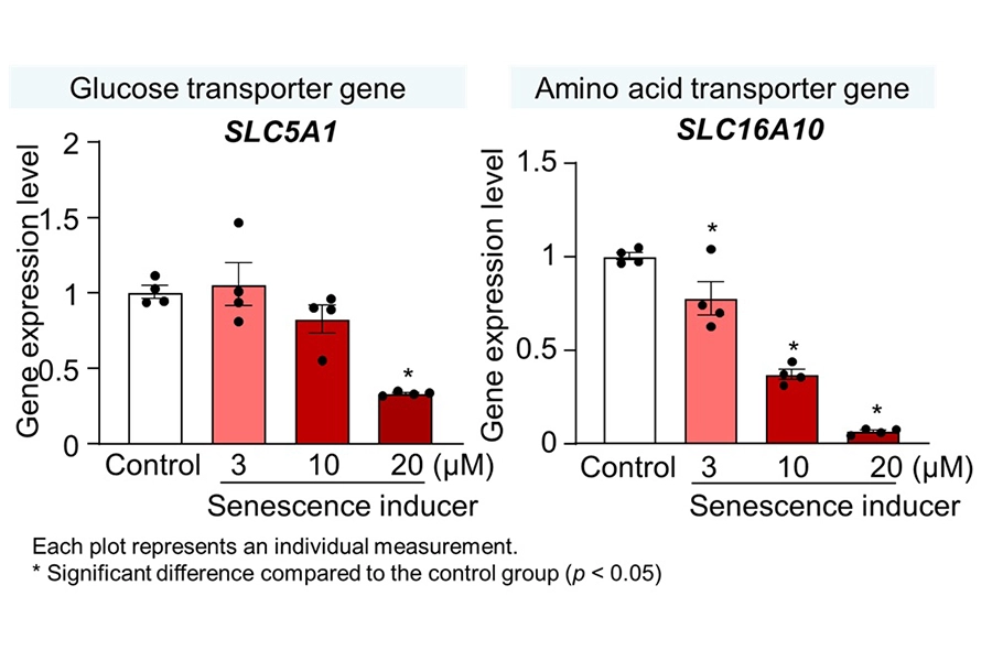 Two graphs showing gene expression 
